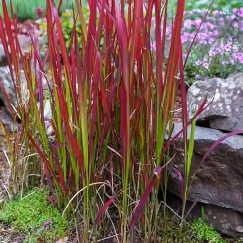 Thompson & Morgan Imperata cylindrica Rubra Red Baron Japanese Blood Grass, 2 x 14cm Potted Perennial Plants