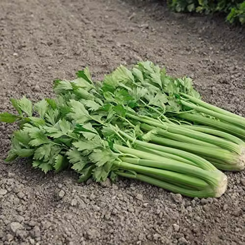 Thompson and Morgan Tango F1 Hybrid Self-Blanching Celery Seeds, Approx. 75 Seeds