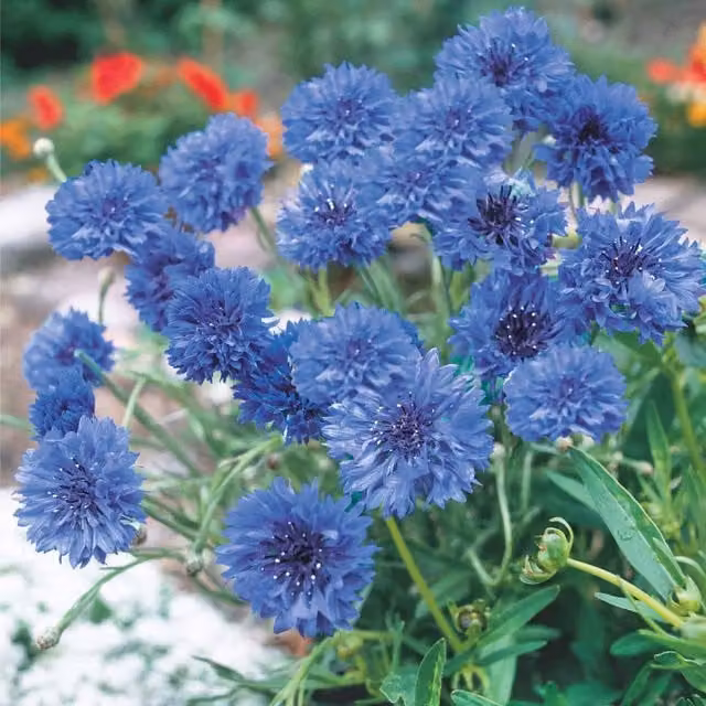 Unwins Blue Diadem Cornflower Ornamental Garden Seeds, Blue