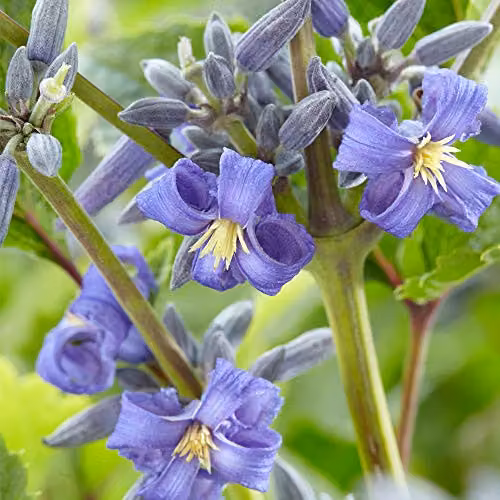 Thompson & Morgan Clematis New Love Blue Flowering Perennial Climber Plant in 7cm Pot – 2