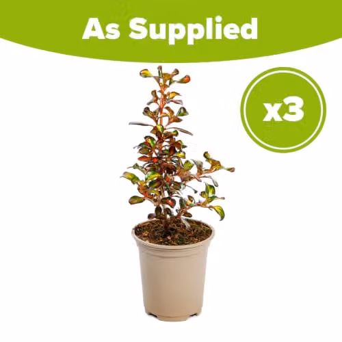YouGarden Coprosma Northern Lights Red Variegated Evergreen Ornamental Shrubs, 3 x 9cm Pots – 2