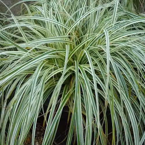 Thompson & Morgan Carex Feather Falls Variegated Evergreen Ornamental Japanese Sedge, Green and White, 9cm Pot – 1