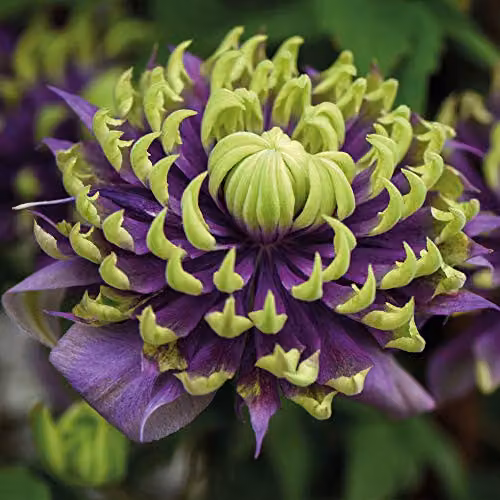 Thompson and Morgan Clematis Florida Taiga Hardy Climbing Shrub, Purple and Green, 3 x 11cm Pots
