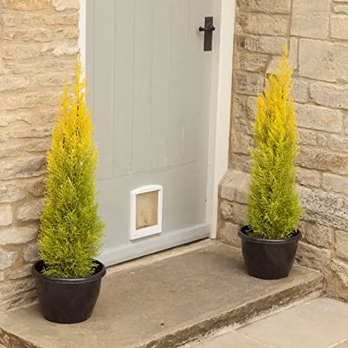 You Garden Set of 3 Goldcrest Cupressus Conifer Macrocarpa Trees in 10.5cm Pots, Height: 28-30cm – 2