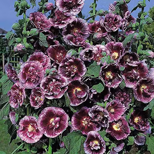 Thompson and Morgan Hollyhock Crème de Cassis Alcea Rosea Flower Seeds, 50 Seeds per Packet