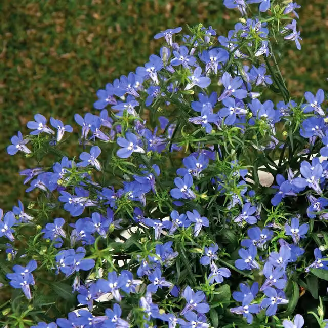 Unwins Lobelia Sapphire Blue Flower Seeds