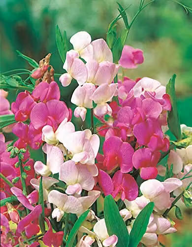 Johnsons Everlasting Mixed Sweet Pea Flower Seeds, Pink and White Climber – 3