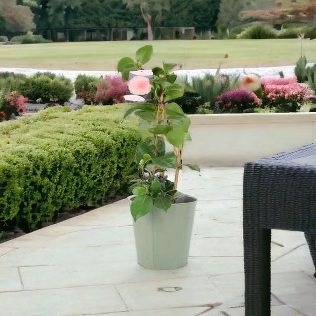Plants by Post Pink Camellia Japonica Evergreen Ornamental Shrub in 12cm Pot
