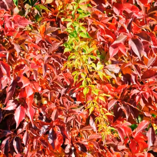 Thompson & Morgan Parthenocissus quinquefolia Engelmannii Virginia Creeper Hardy Climbing Shrub with Autumn Colours, 3 Litre Potted Plant
