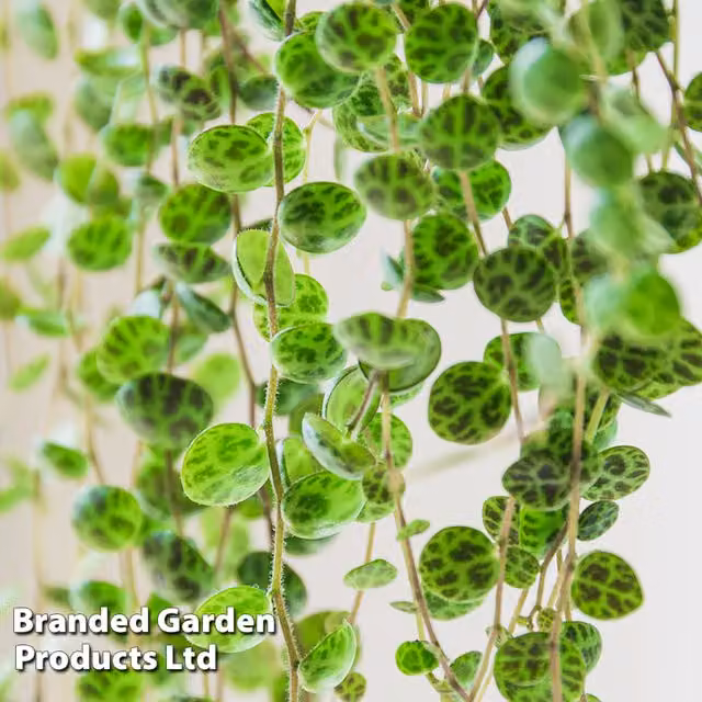 Thompson & Morgan Peperomia prostrata String of Turtles Indoor Houseplant, Green and Red Foliage