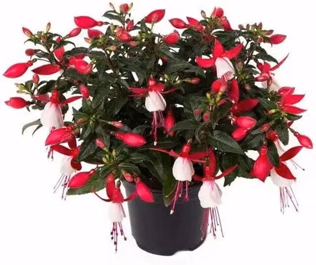 Plants By Post Fuchsia Bella Evita Pink and White Ornamental Garden Shrubs in 9 cm Pots