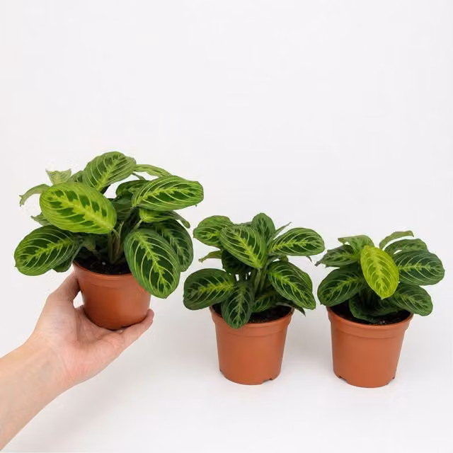 Plants By Post Maranta Lemon Lime Prayer Plant Indoor Houseplant, 1L, Green