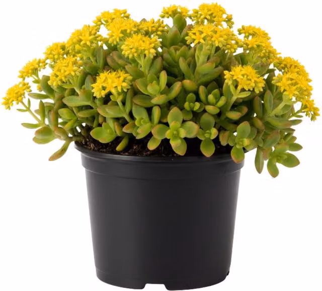 Plants by Post Sedum Oreganum Oregon Stonecrop Perennial Ground Cover Potted Plant, 1L, Green, Red and Yellow
