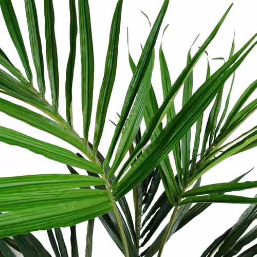 Leaf 130cm Kentia Palm Tree in Green – 3