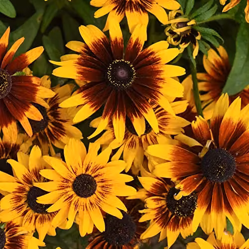 Thompson and Morgan Rudbeckia Sputnik Kelvedon Star Coneflower Seeds, Yellow Blooms, 100 Seeds – 1