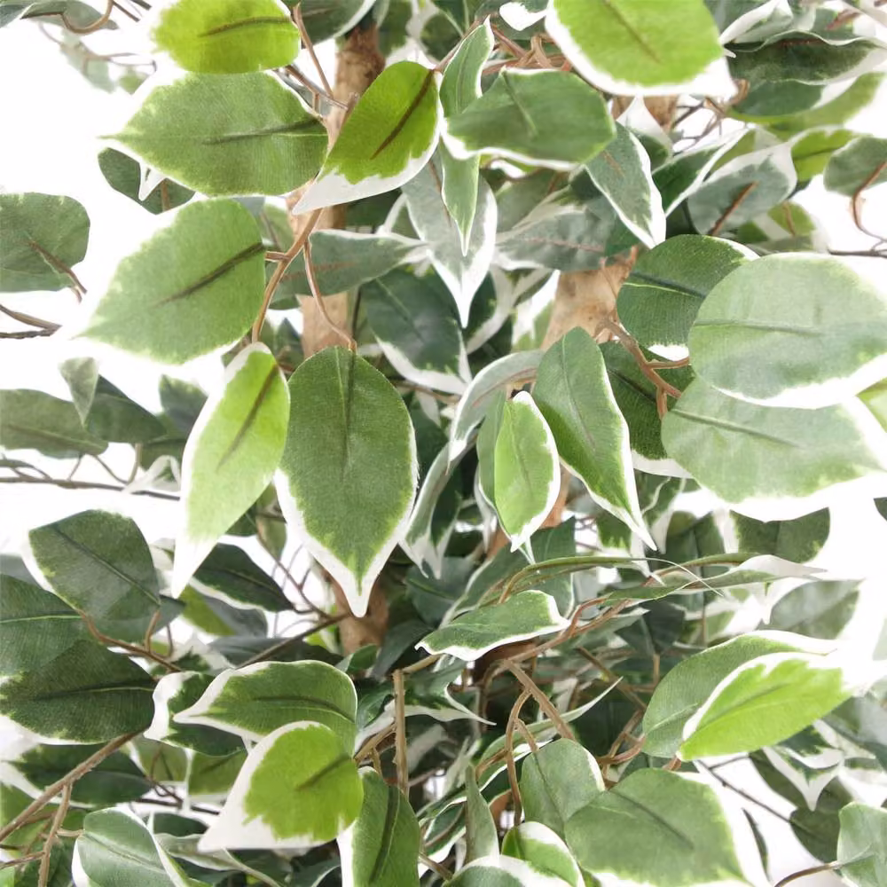 Botanik Leaf 130cm Artificial Variegated Bushy Ficus Tree with Silver Planter in Green and White – 2