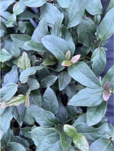 Direct Plants Viburnum Tinus Purpureum Evergreen Garden Shrubs, Pack of 3, White/Green/Purple/Pink
