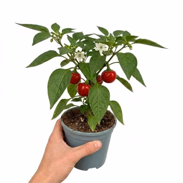 Plants by Post Red Sweet Pepper Patio Grower in a 2L Pot