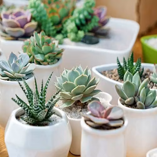 YouGarden Indoor Succulent Plant Collection of Six Established Green Plants in 5.5cm Pots