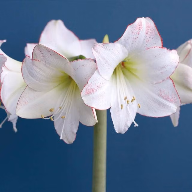 Thompson & Morgan Amaryllis Picotee Bulbs, White and Multicolour Indoor Ornamental Plants, 1 Piece