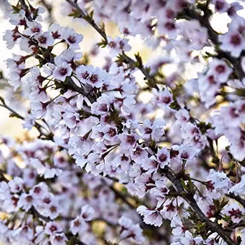 Thompson & Morgan Prunus incisa Kojo-No-Mai Fuji Ornamental Cherry White Spring Blossom Hardy Shrub, 3 x 9cm Potted Plants