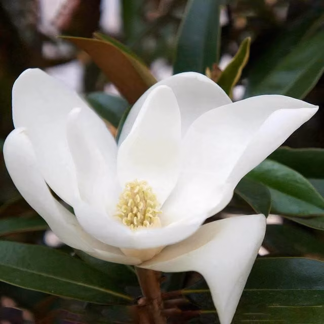 Marshalls Garden Magnolia grandiflora Alta White Potted Ornamental Tree