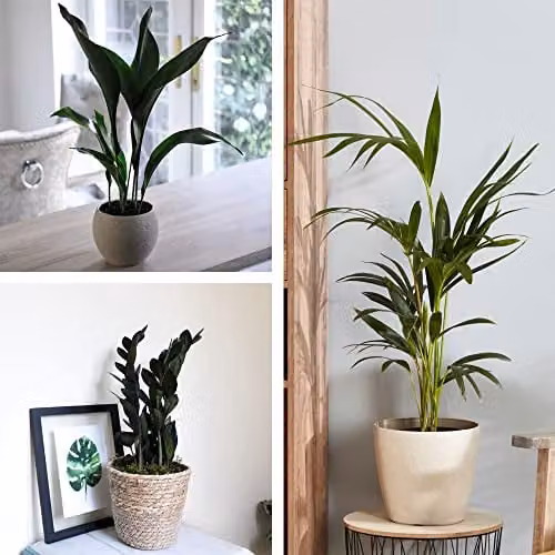 Thompson and Morgan Almost Unkillable Houseplant Collection of 3 Varieties including Aspidistra Elatior, Zamioculcas Raven, and Kentia Palm, Height: 35-65 cm – 1