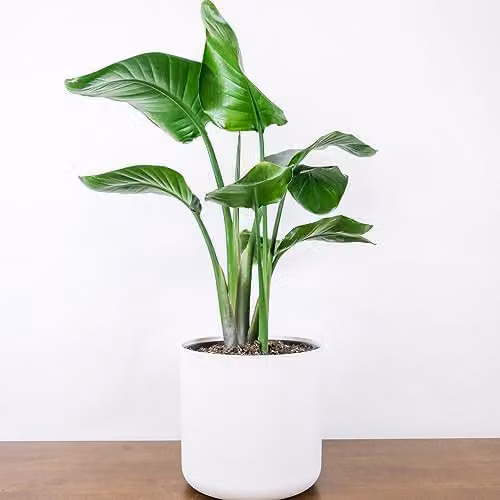 Thompson and Morgan Strelitzia Nicolai Perennial Indoor Houseplant with Glossy Green Foliage, 1x 13cm Potted Plant