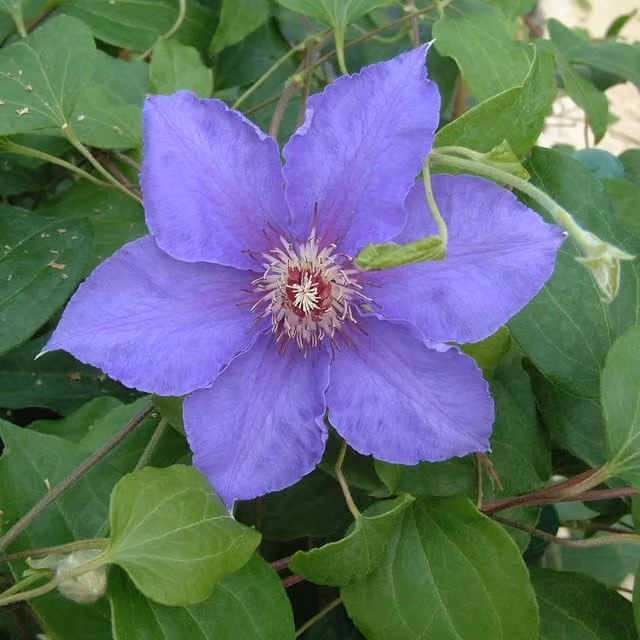 Plants By Post Clematis William Kennet Climber Plant in Blue, Yellow and Purple