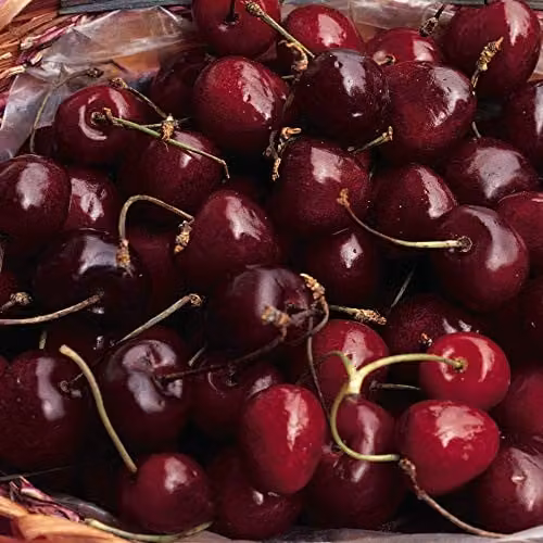 Thompson and Morgan Stella Sweet Cherry Fruit Tree, Standard Patio Hardy Garden Plant, 4.5L Pot – 7