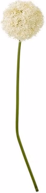 Lemon Pavilion Giant Allium Single Stem Plastic Flower in Beige and White, Height: 90 cm – 1
