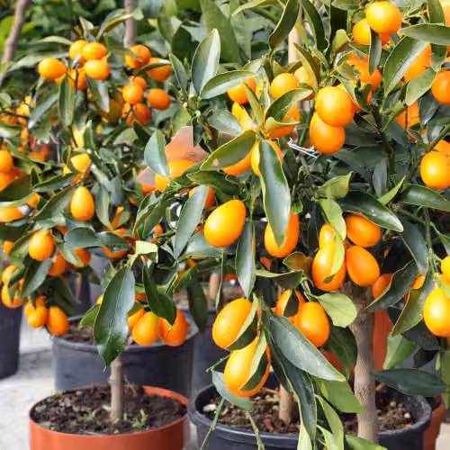 YouGarden Citrus Kumquat Fruit Tree with Edible Fruit and Fragrant Flowers in a 22cm Pot – 2