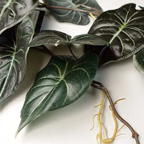 Leaf Design Multipack of 6 Artificial Hanging Alocasia Dragon Scale Dark Green Trailing Plants, Length: 120 cm – 4