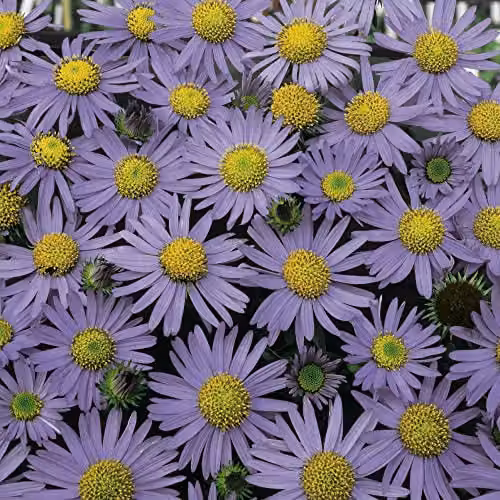 Thompson and Morgan Heteropappus meyendorfii Blue Knoll Blue Flowering Perennial Seeds (Approx. 50 Seeds)