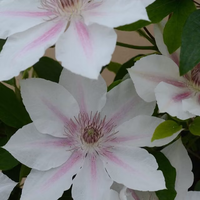 Plants By Post Clematis Corinne Evipo063 Soft Pink and White Climbing Ornamental Garden Plant