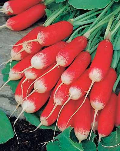 Johnsons French Breakfast Radish Vegetable Seeds, Red and White – 3