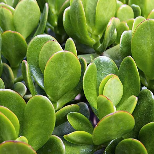 Thompson & Morgan Mixed Crassula Indoor Succulent Plants in 12 cm Pots, Pack of 5 – 3