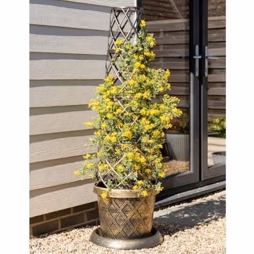 Thompson and Morgan Coronilla Valentina Citrina Evergreen Winter Flowering Shrub with Fragrant Yellow Blooms, 2 x 9cm Pots and Black and Gold Tower Pot – 2