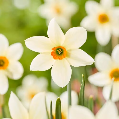 Thompson & Morgan Narcissus Viridi 2 Autumn-Flowering Daffodil Bulbs, 16 Bulbs, White, Green and Orange