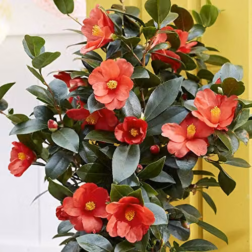 Thompson and Morgan Camellia 1001 Summer Nights Jasmine Ornamental Shrub, 2 x 1.6 Litre Pots – 2
