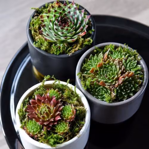 Thompson & Morgan Sempervivum Mixed Evergreen Succulent Potted Plants, Multicolour – 2