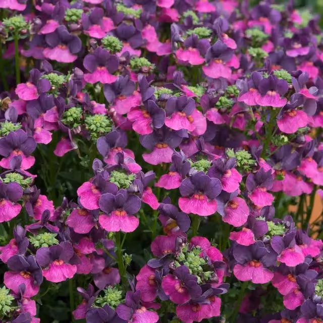 Plants by Post Nemesia Lady Lisa Pink Bedding Plants, 2 x 1L Pots