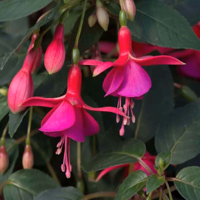 Marshalls Garden Fuchsia Display Red White and Pink Perennial Outdoor Plant