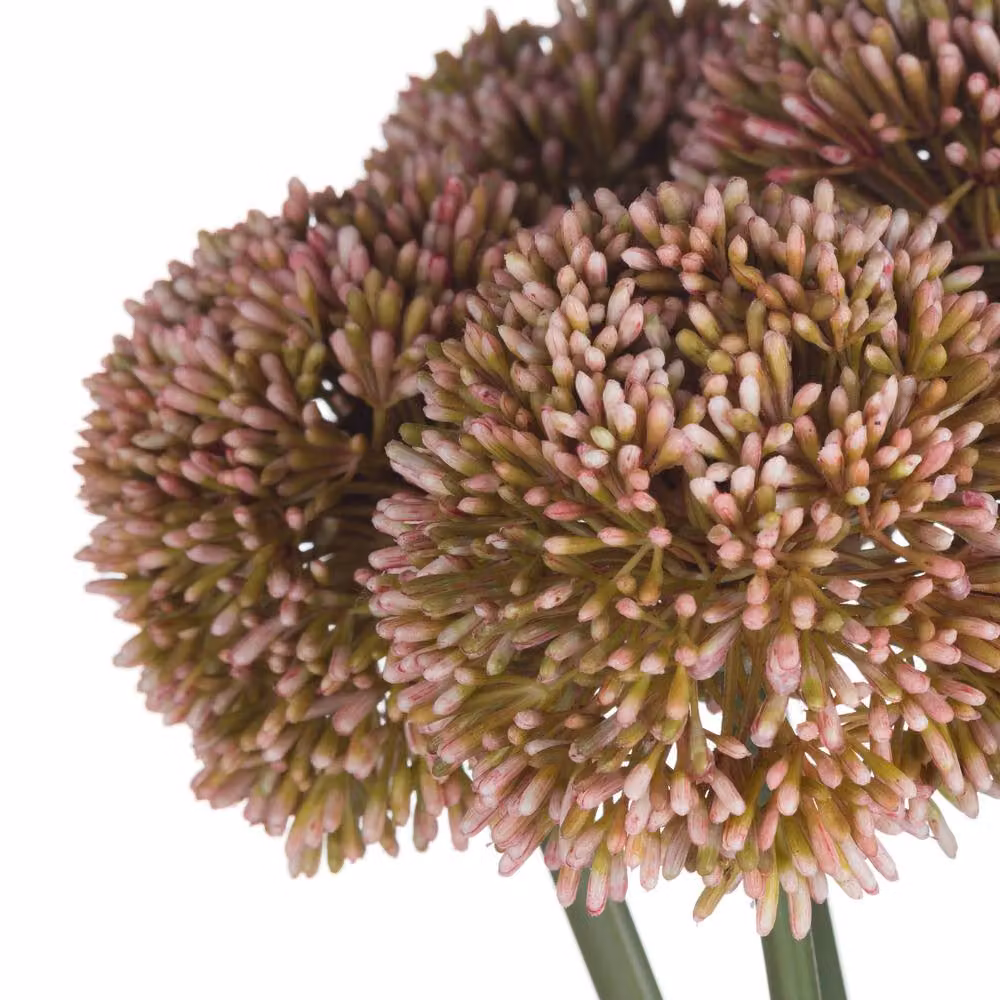 Love Lace Hill Interiors Pink and Green Artificial Allium Flower Spray, Height: 63 cm – 3