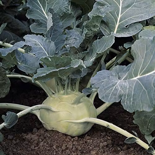 Thompson and Morgan Kohl rabi Kossak Hardy Annual Brassica oleracea Vegetable Seeds, 20 Seeds