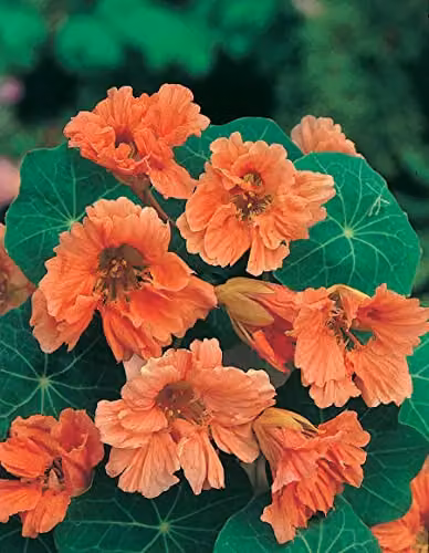 Johnsons Nasturtium Salmon Baby Flower Seeds in Pink and Orange – 3