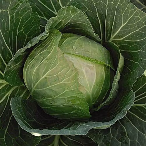 Thompson & Morgan Cabbage F1 Hybrid Vegetable Seeds, White and Green Brassica, 1 Packet