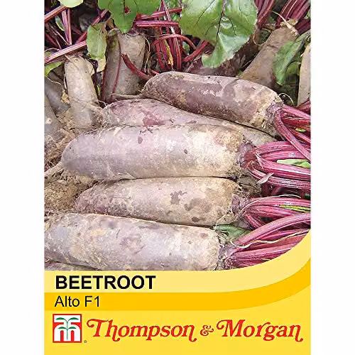 Thompson and Morgan Beetroot Alto F1 Hybrid Red Vegetable Seeds, 250 Seeds – 2