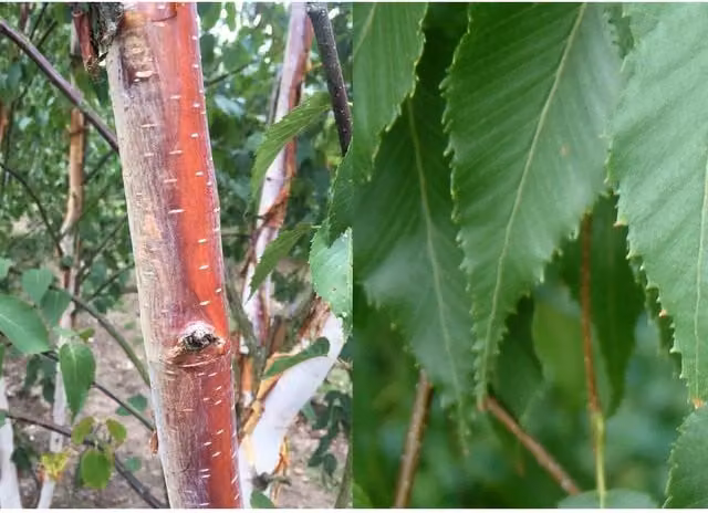Direct Plants Betula Albosinensis Fascination Deciduous Ornamental Tree, Green, 3 Litre Pot