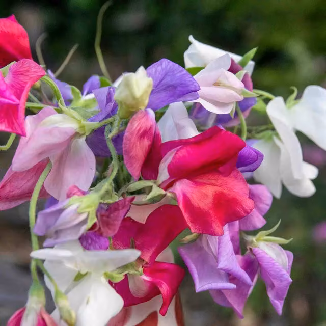 Unwins Galaxy Mix Multicolour Sweet Pea Flower Seeds